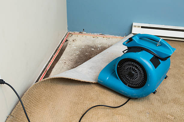 Best Water damage contractors near me  in Jonesville, MI